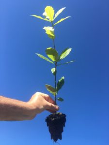 Mex White Oak Terranative Growing From Native Seeds